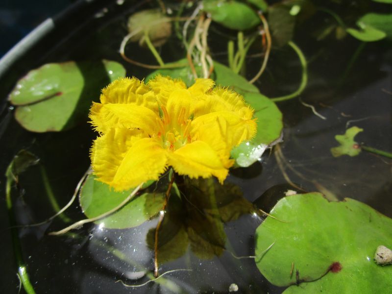 画像: 黄色い花のアサザ（浮葉植物）入荷してみました！