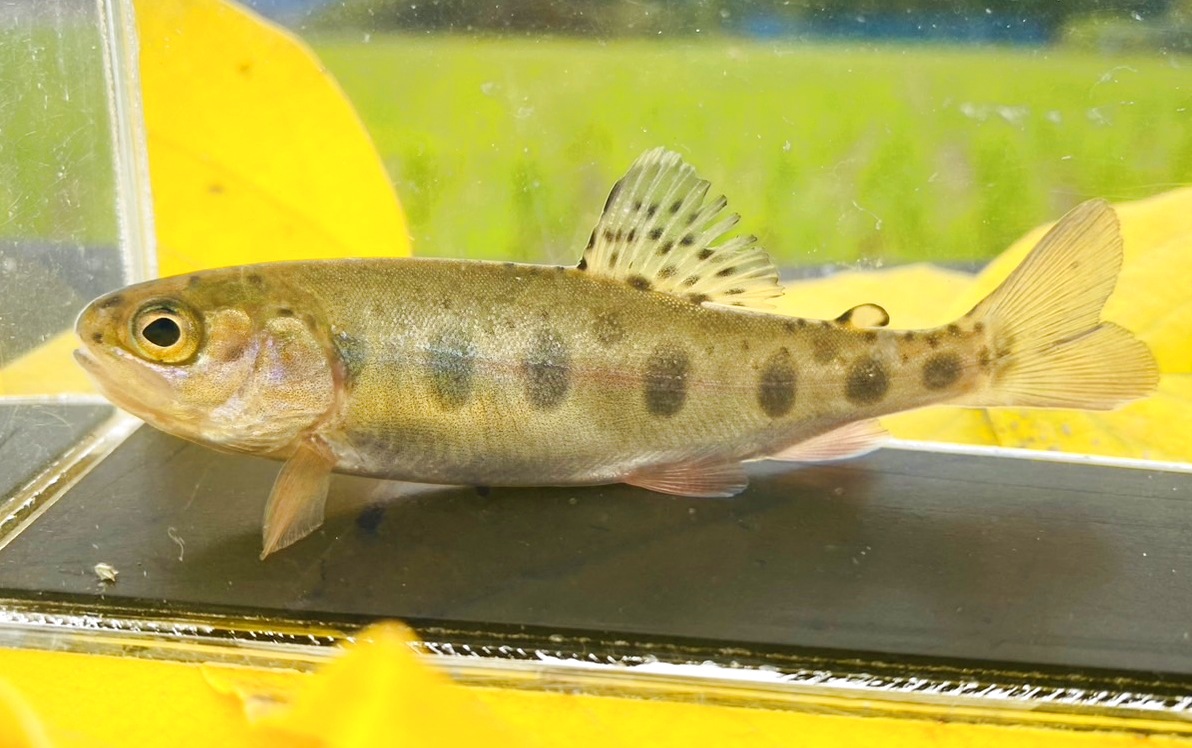 日本淡水魚（日淡・川魚）・淡水エビ・水生生物・水草・飼育用品を全国へ通販【リバースケッチ】