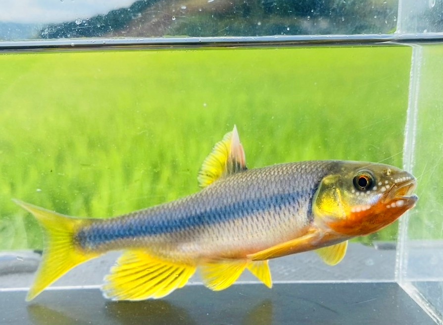 日本淡水魚（日淡・川魚）・淡水エビ・水生生物・水草・飼育用品