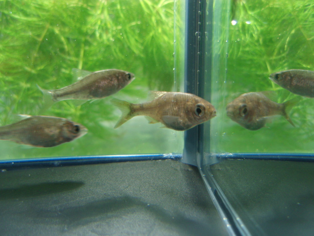 画像: 銀鱗ヤリタナゴ　（仔）　琵琶湖水系産