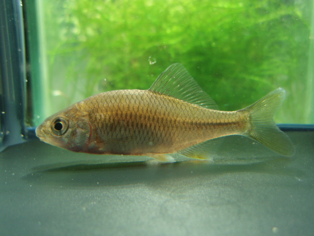 画像5: カネヒラ　（小）　琵琶湖水系産　３匹