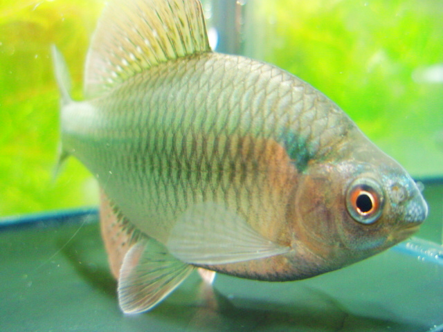 日本淡水魚【リバースケッチ】