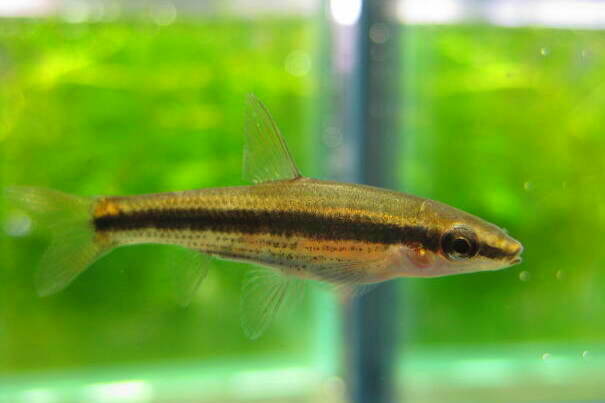 画像2: ムギツク　（約4〜5cm）　兵庫産　３匹セット