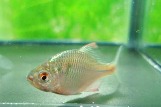 画像3: ニッポンバラタナゴ　♂♀♀３匹