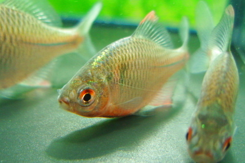 画像5: ニッポンバラタナゴ　♂♀♀３匹