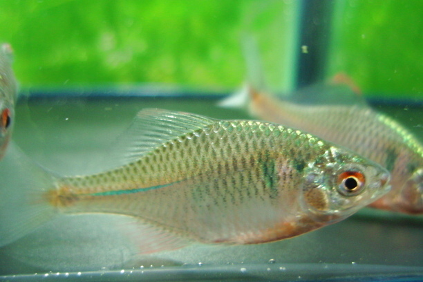 画像1: ニッポンバラタナゴ　♂♀♀３匹