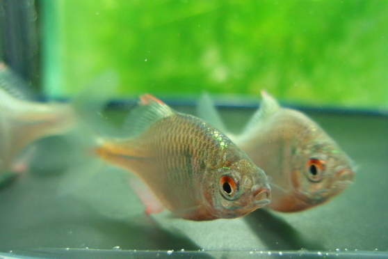 画像2: ニッポンバラタナゴ　♂♀♀３匹