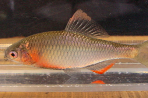 画像1: ヤリタナゴ　（婚姻色）　徳島産　1ペア