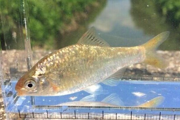 画像1: 特価　銀鱗ヤリタナゴ　（約6〜7cm）　琵琶湖水系産　３匹セット