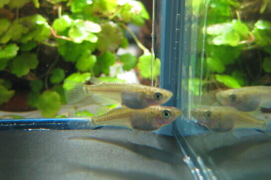 画像3: ミナミメダカ　兵庫瀬戸内側産　２０匹