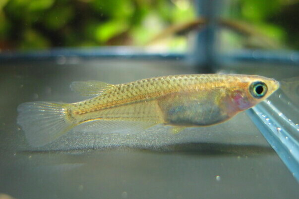 画像2: ミナミメダカ　兵庫瀬戸内側産　２０匹