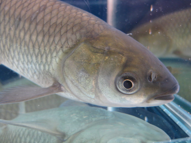 ソウギョ 草魚 リバースケッチ