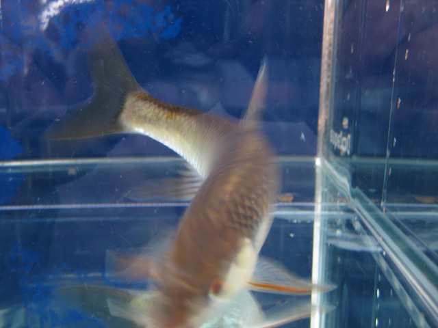 画像9: オイカワ　（特大）　琵琶湖水系産