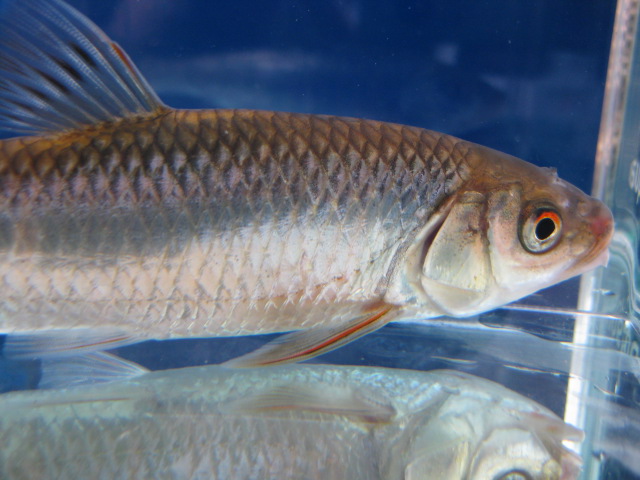 画像10: オイカワ　（特大）　琵琶湖水系産