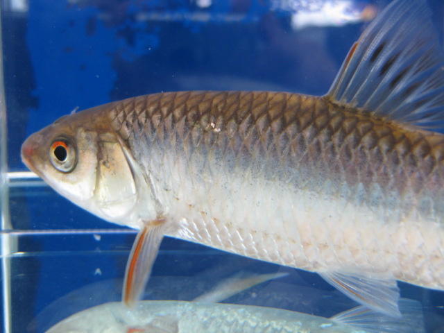 画像7: オイカワ　（特大）　琵琶湖水系産