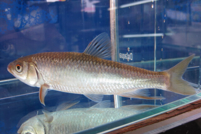 画像6: オイカワ　（特大）　琵琶湖水系産