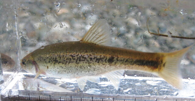 画像7: アブラハヤ　（中）　山形産