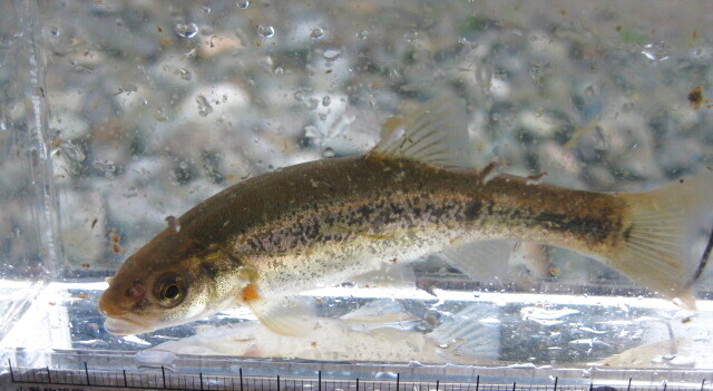 画像5: アブラハヤ　（中）　山形産