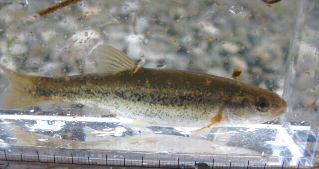 画像8: アブラハヤ　（中）　山形産