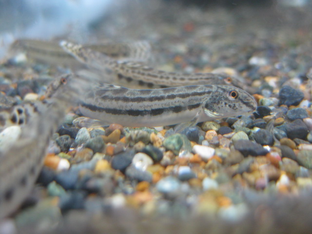 画像7: ニシシマドジョ　（約7〜8cm）　愛知産