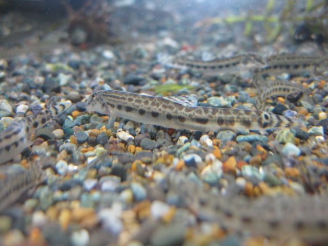 画像8: ニシシマドジョ　（約7〜8cm）　愛知産