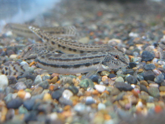 画像6: ニシシマドジョ　（約7〜8cm）　愛知産