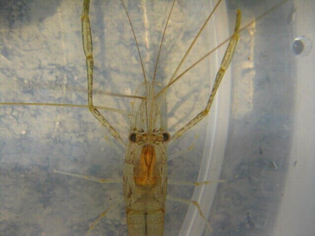 画像4: テナガエビ　（小）