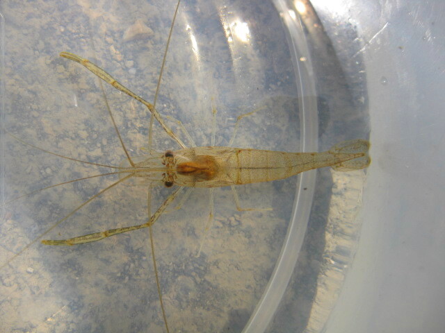 画像5: テナガエビ　（小）