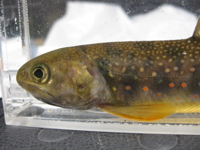 画像16: オショロコマ　（やや大）　３匹セット