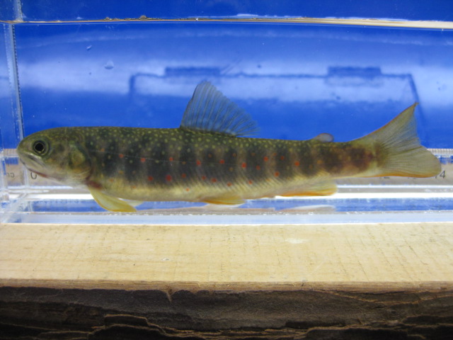 画像14: オショロコマ　（やや大）　３匹セット