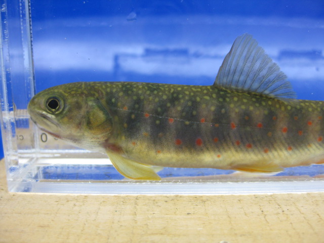 画像11: オショロコマ　（やや大）　３匹セット