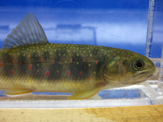 画像12: オショロコマ　（やや大）　３匹セット