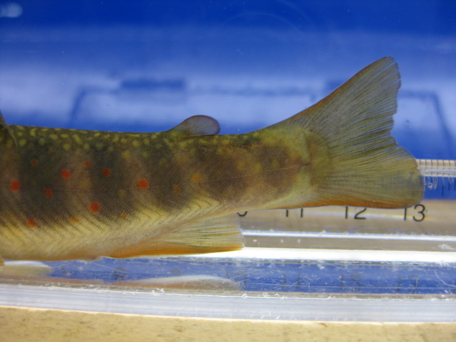 画像13: オショロコマ　（やや大）　３匹セット