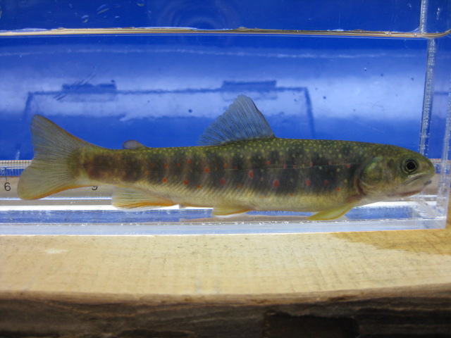 画像15: オショロコマ　（やや大）　３匹セット