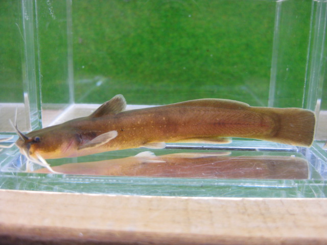 画像1: アカザ　（やや大）　徳島産