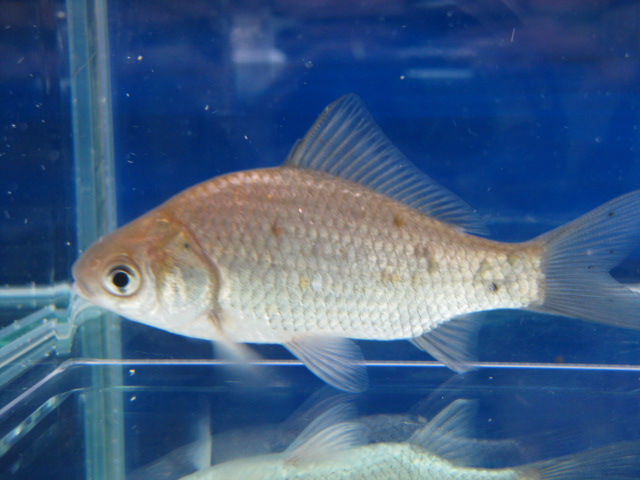 画像8: ヘラブナ　（約5〜6cm）　福岡産