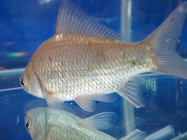 画像9: ヘラブナ　（約5〜6cm）　福岡産