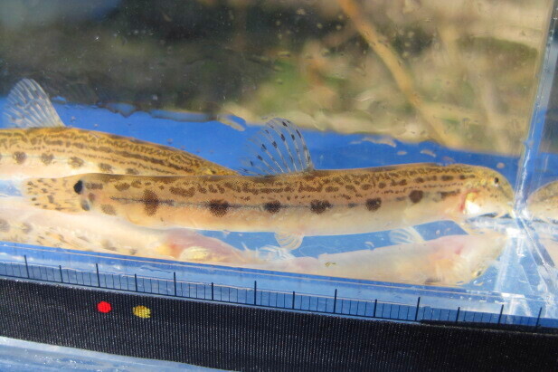 画像1: ニシシマドジョウ 　（約5〜6cm）　愛知産