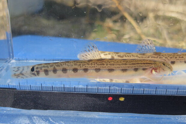 画像2: ニシシマドジョウ 　（約5〜6cm）　愛知産