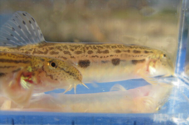 画像3: ニシシマドジョウ 　（約5〜6cm）　愛知産