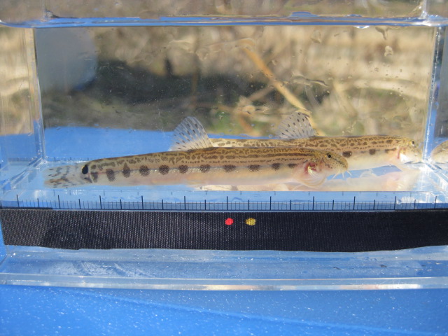 画像4: ニシシマドジョウ 　（約5〜6cm）　愛知産