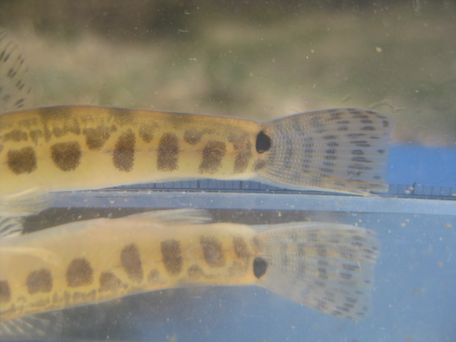 画像7: ニシシマドジョウ 　（約5〜6cm）　愛知産