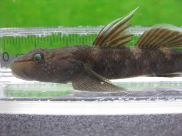 画像13: ルリヨシノボリ　（約7cm）　愛媛産　♀