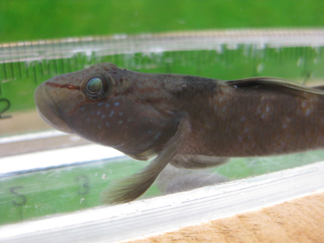 画像14: ルリヨシノボリ　（約7cm）　愛媛産　♀