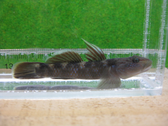 画像15: ルリヨシノボリ　（約7cm）　愛媛産　♀