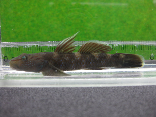 画像16: ルリヨシノボリ　（約7cm）　愛媛産　♀