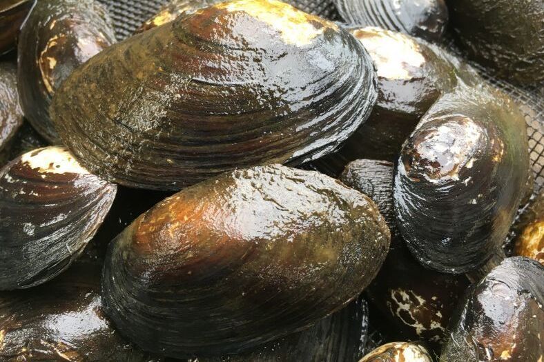 画像2: ドブ貝　兵庫産　３コセット