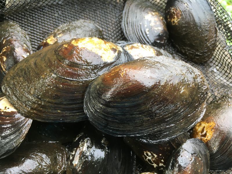 画像1: ドブ貝　兵庫産　３コセット
