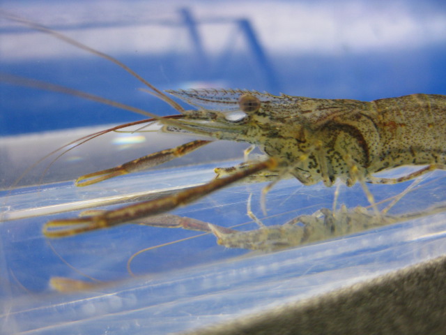 画像3: テナガエビ　（やや中）