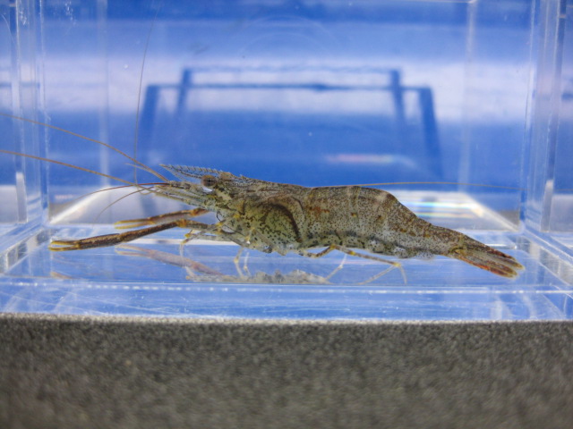 画像1: テナガエビ　（やや中）